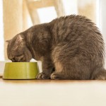 Recuerda tener cuidado con la limpieza cuando cocines para tu gato. (Foto: Getty Images)