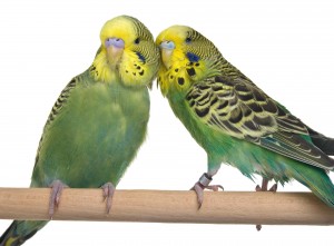 Estos pájaros se adaptan fácilmente a la vida en jaulas. (Foto: Getty Images)
