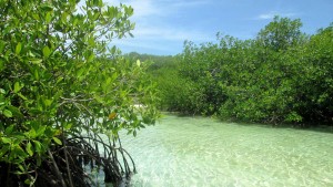 De acuerdo con organizaciones ambientalistas, los manglares de Venezuela cubren una extensión de aproximadamente 673.500 hectáreas y se encuentran situados en forma discontinua sobre una línea costera total de 3.300 kilómetros.