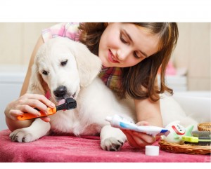 Cuidar la dentadura de tu cachorro le asegurará una dentadura sana cuando crezca