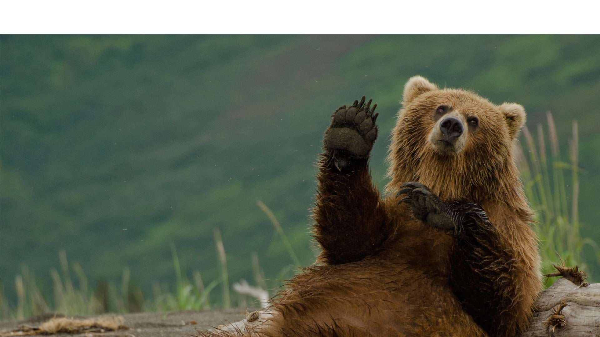 En redes sociales está circulando el video de un oso que saluda y atrapa un pedazo de pan, que le lanzó una pareja
