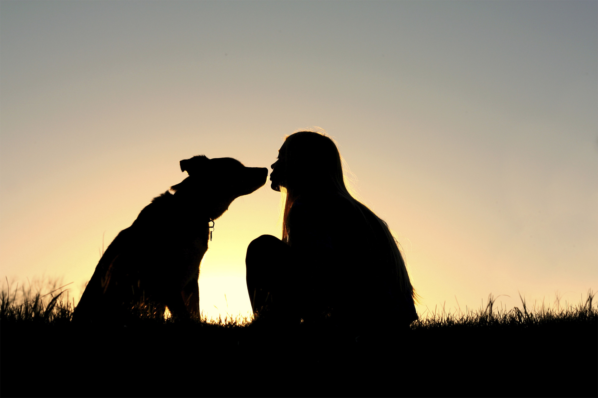 Amanda Jones le ha dedicado los últimos 20 años a un increíble proyecto fotográfico sobre la vida de los canes