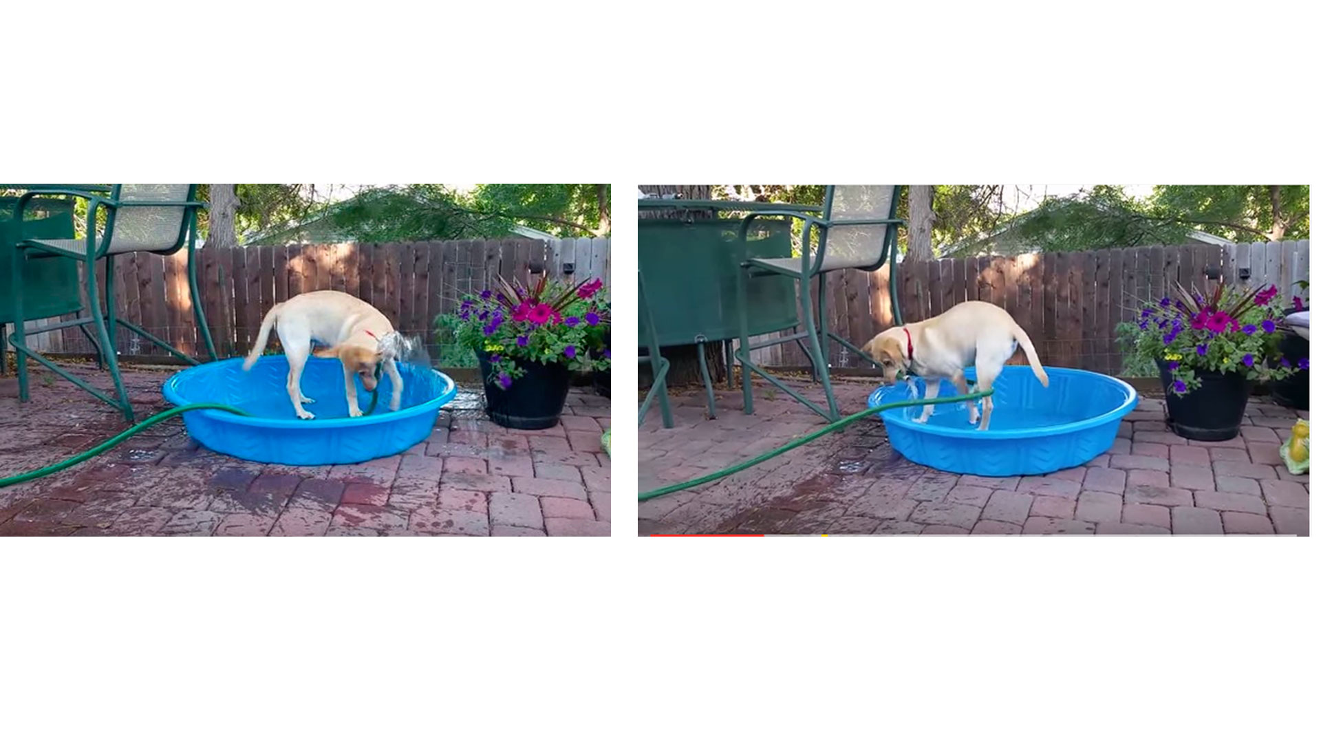 Maddie, una cachorra de seis meses, decidió darse un baño en una piscina infantil