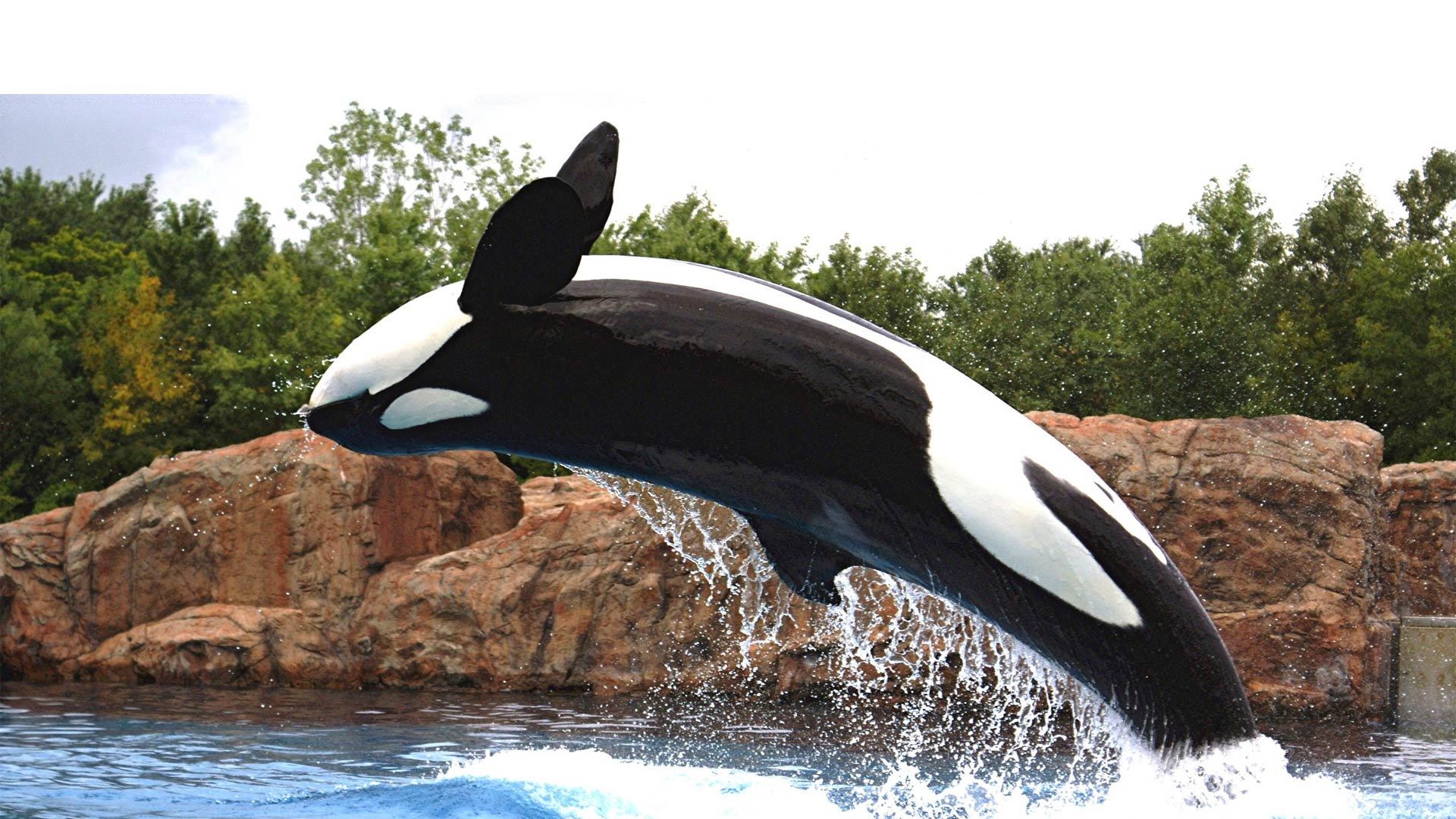 Los responsables de Seaquarium afirman que la orca está sana y trasladarla sería cruel y traumático
