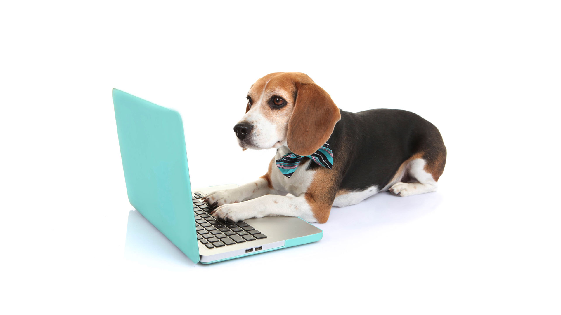 En Doggiesmatch encontrarás variada información, desde consejos de veterinarios hasta tips de cuidado para tu mascota