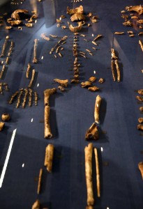 Se cree que los fósiles datan de hace unos tres millones de años, por lo que el Homo naledi pudo haber sido uno de los primeros antepasados del hombre.