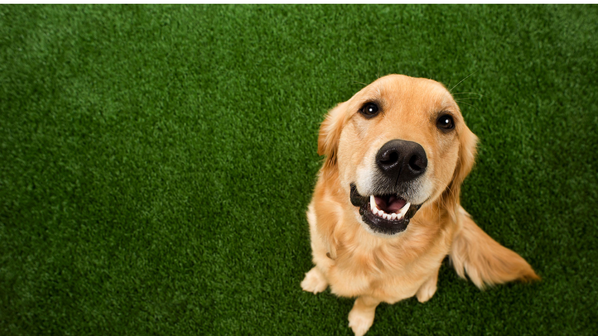 Un estudio de mostró que, contrario a lo presumido, los canes confían más en su memoria que en su sentido del olfato