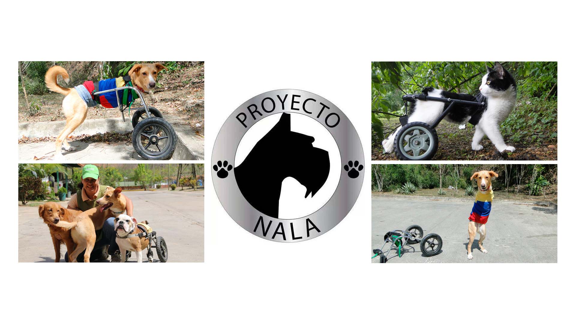 El proyecto Nala te enseña a construir una silla de ruedas para tu perro o gato