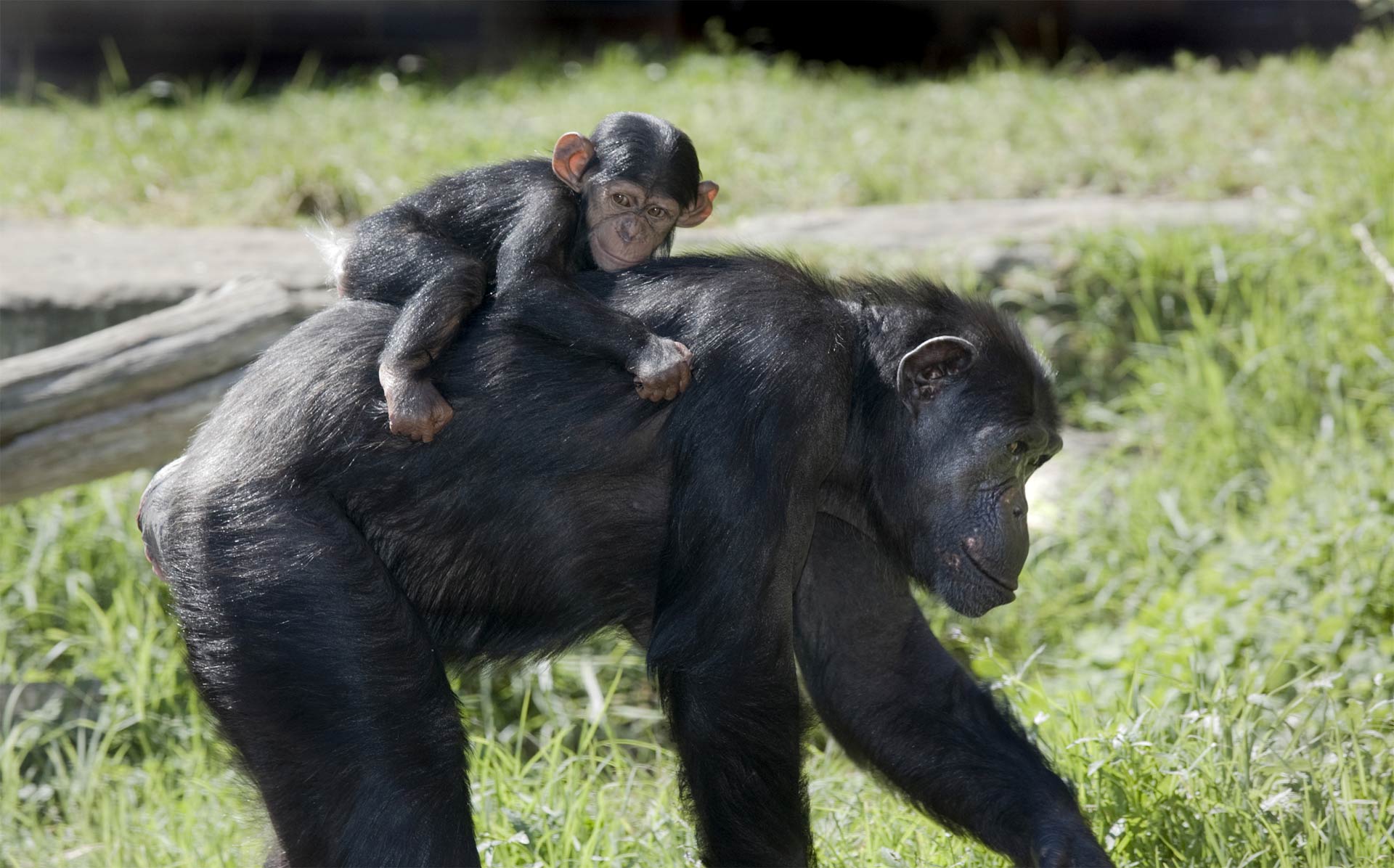 Una chimpancé muere en el parto en un zoológico de Australia y el bebé es adoptado por otra de su mismo clan