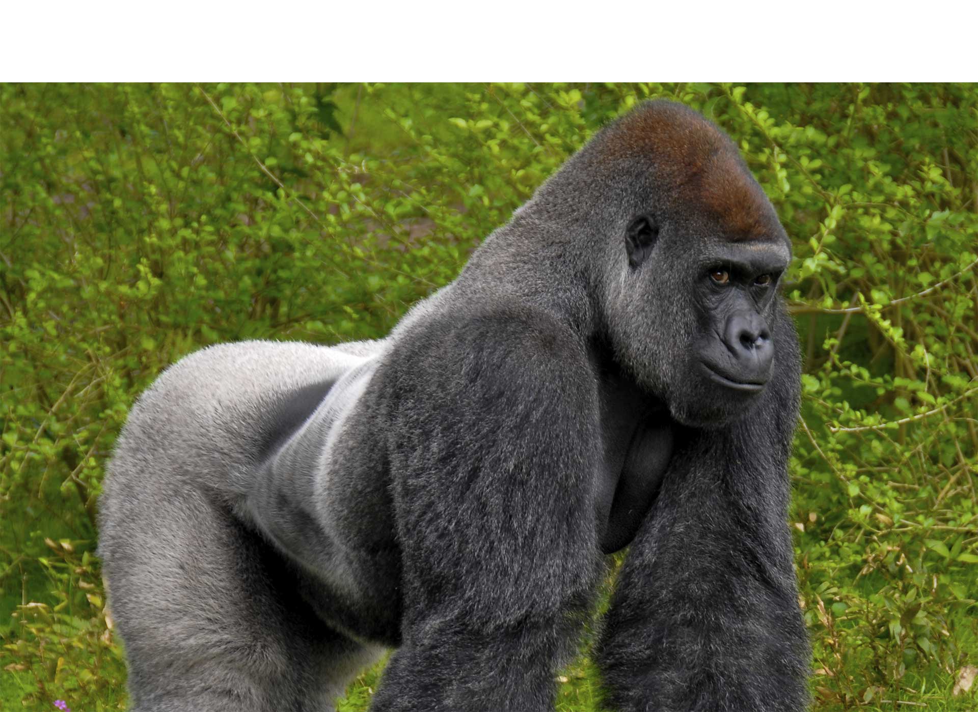 La gorila que se hizo famosa por aprender mil palabras en lenguaje de seña cumplió 44 años