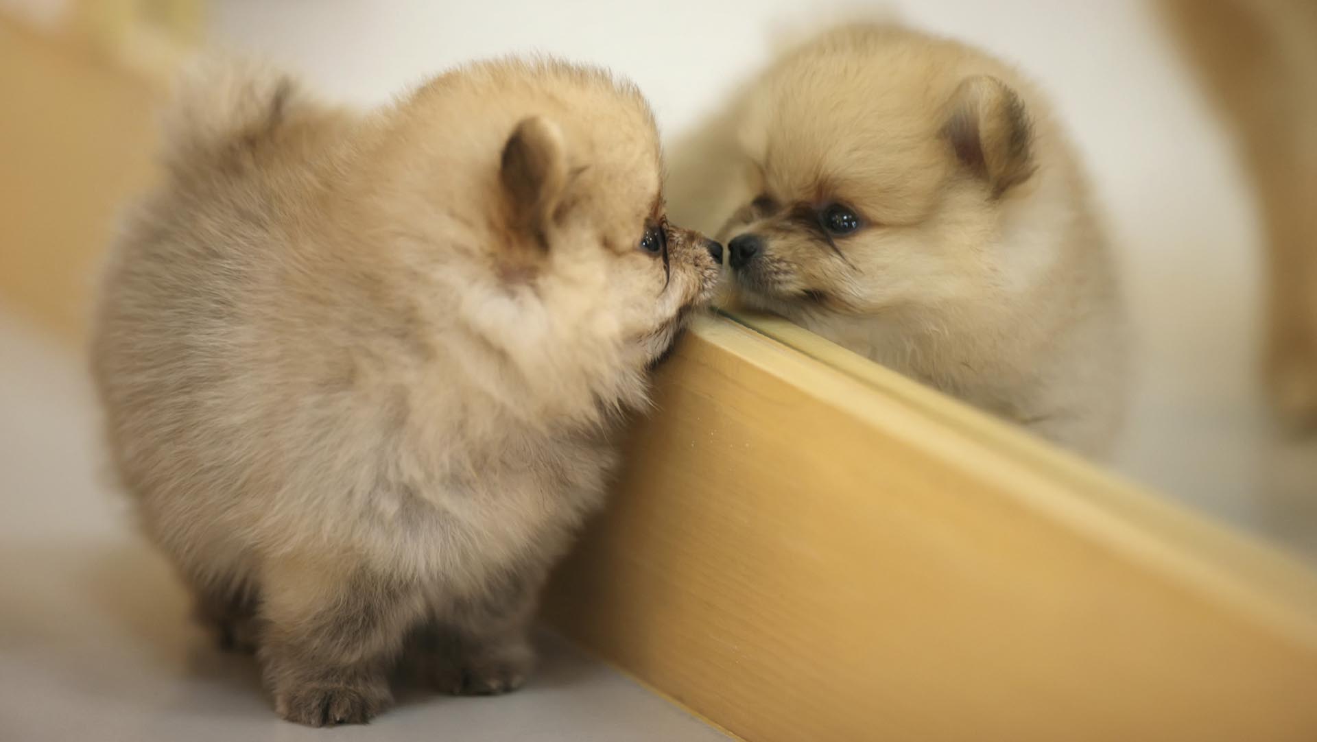 En Corea del Sur se realizan clonaciones comerciales con miras a clonar hasta 300 perros el año próximo