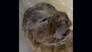 Fósiles de cachorros de león cavernario fueron encontrados en perfectas condiciones en Rusia.