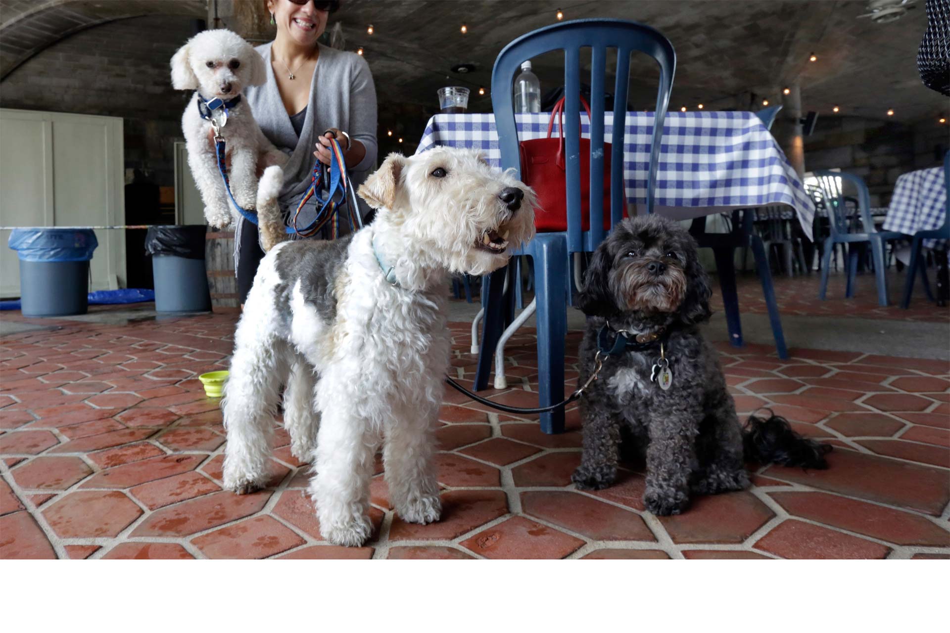Restaurantes tendrán espacio para perros