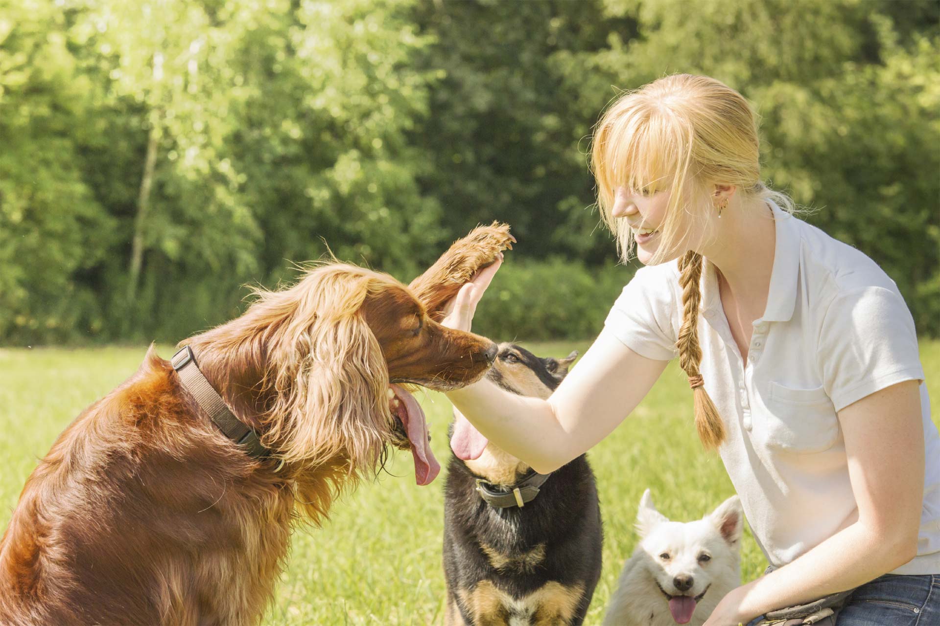 Cuando el perro y su dueño se ven directamente a los ojos liberan oxitocina, la hormona del amor y la felicidad
