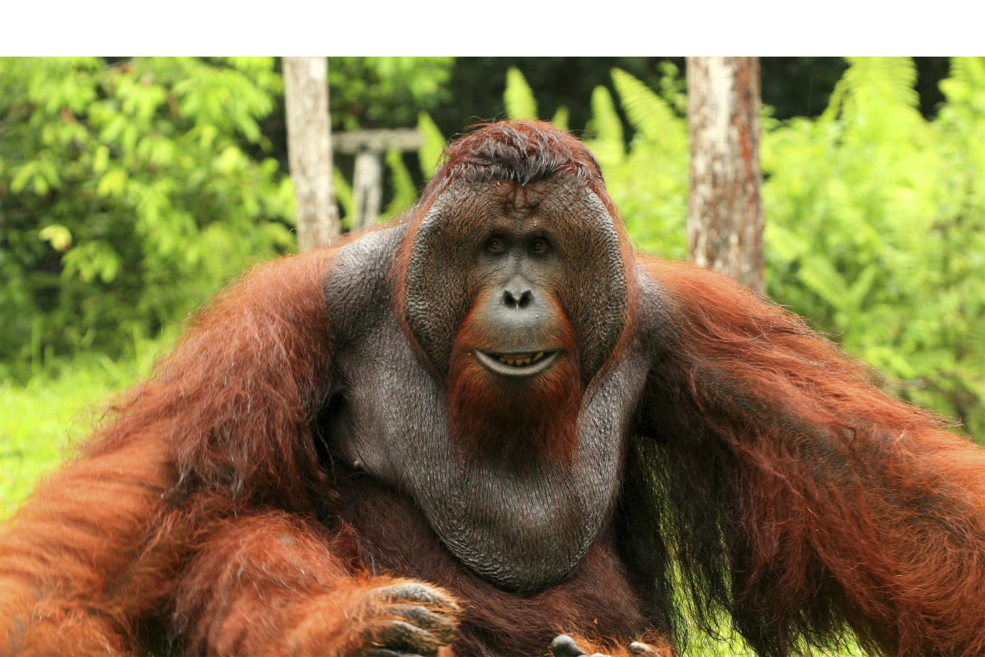 A través del descubrimiento de fósiles se cree que existió un primate emparentado con los gorilas de 400 kilos y tres metros de altura