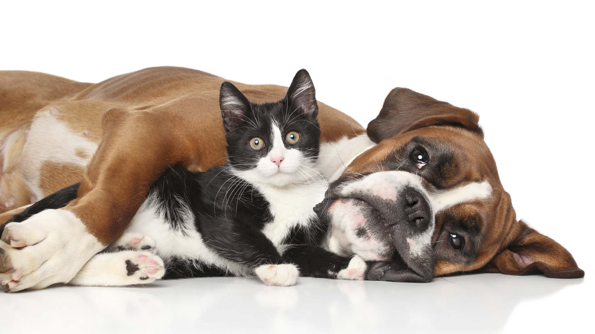Perros y gatos pueden desarrollar enfermedades respiratorias graves y complicaciones del sistema nervioso por no estar abrigados