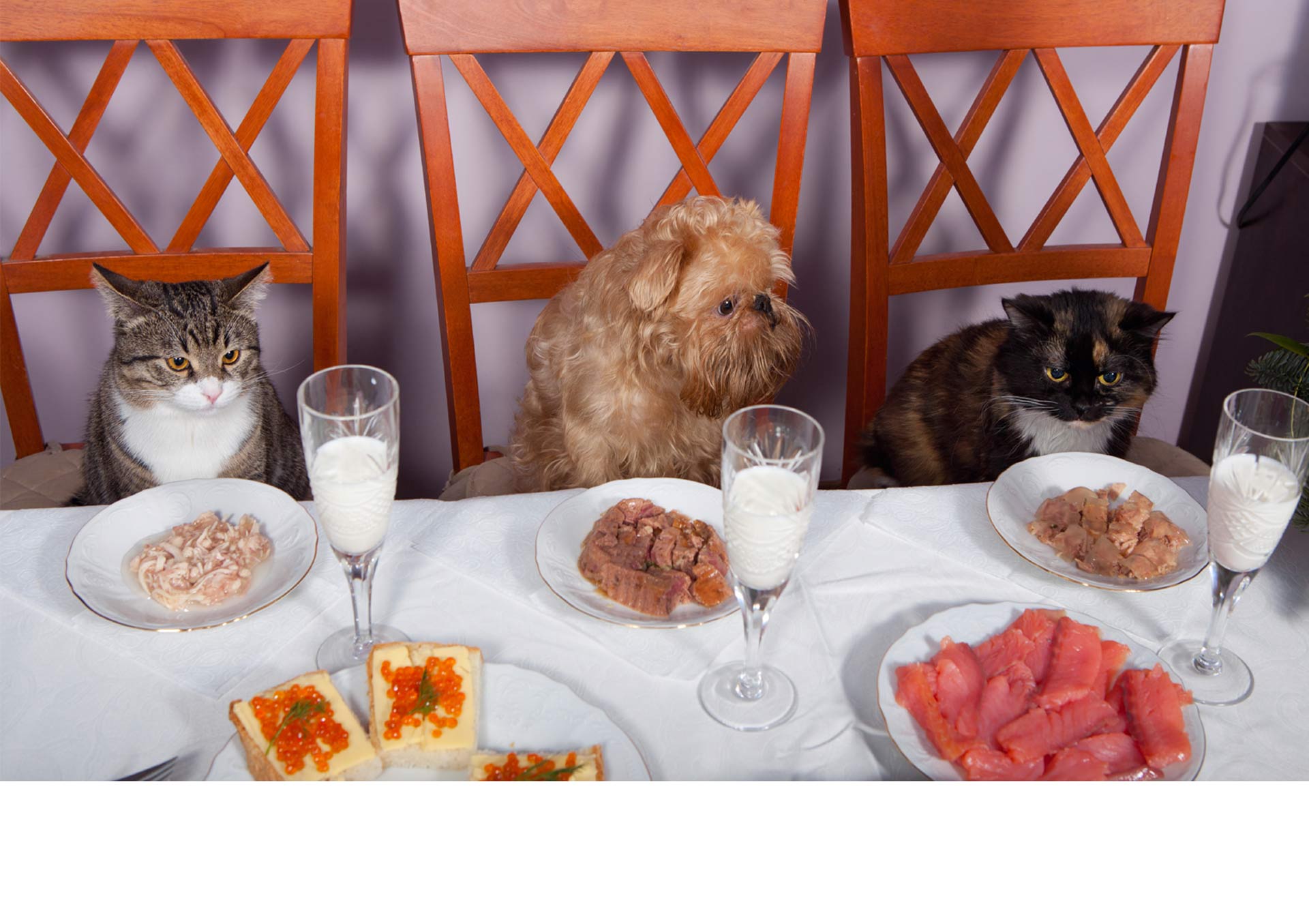 Una dieta balanceada ayuda a mantener la salud y el bienestar de tu perro o gato ¿Sabes si le estás dando los alimentos correctos?