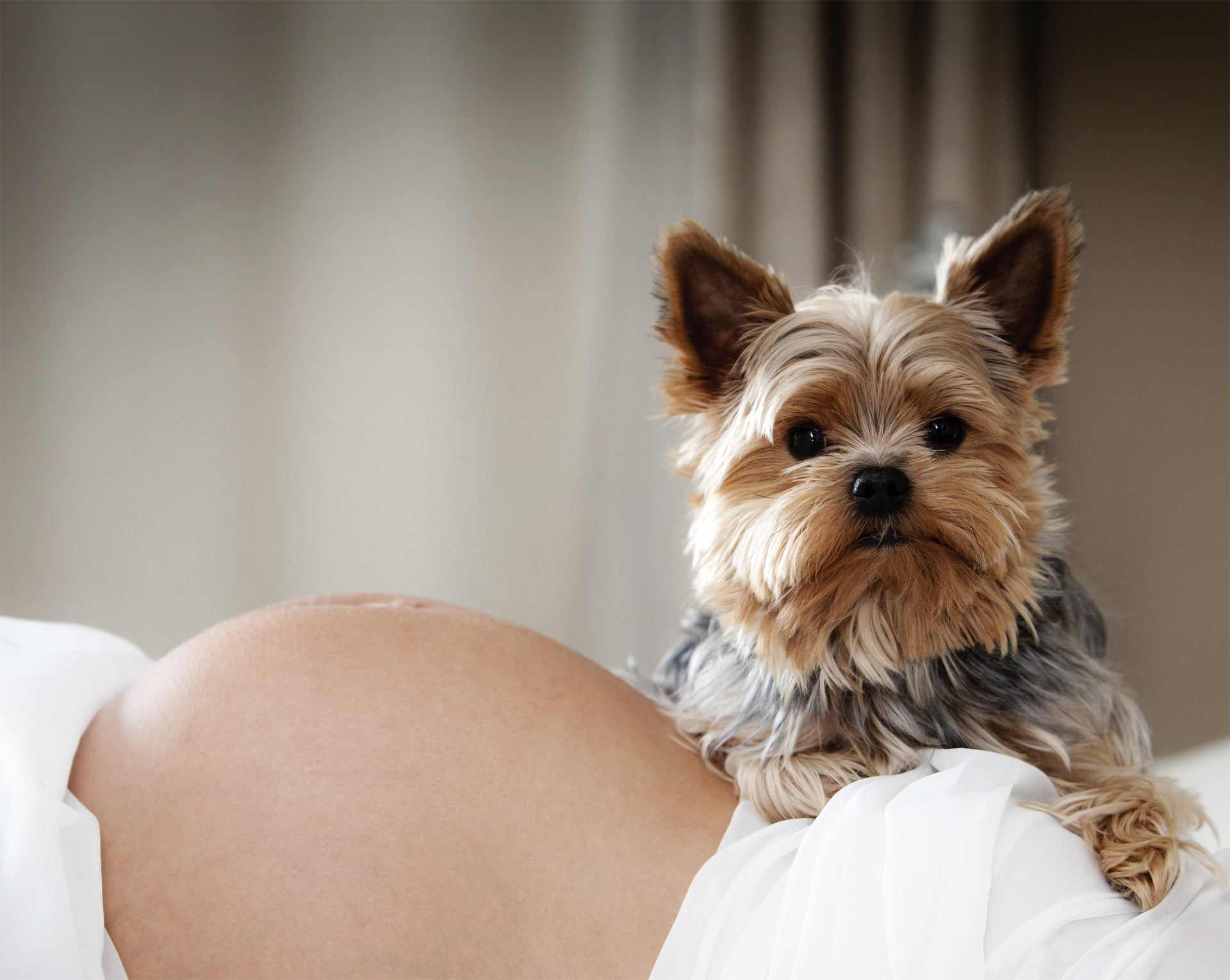 Los perros se muestran muy protectores con sus dueñas durante el momento del embarazo, por eso compartimos fotos de sus reacciones