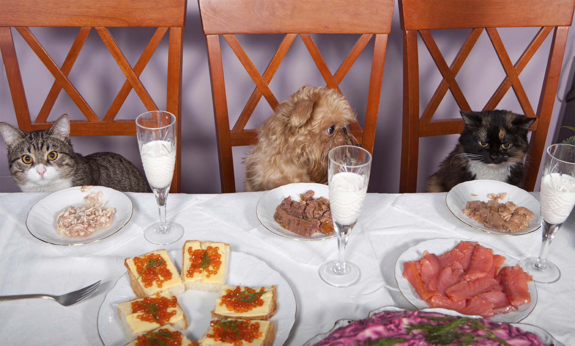 A diferencia de los perros, se muestran más escrupulosos con los alimentos. ¿Por qué?