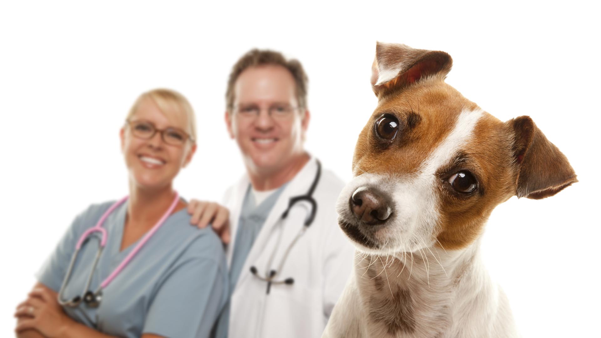 Estudios han concluido que los perros verdaderamente pueden detectar el olor del esta enfermedad