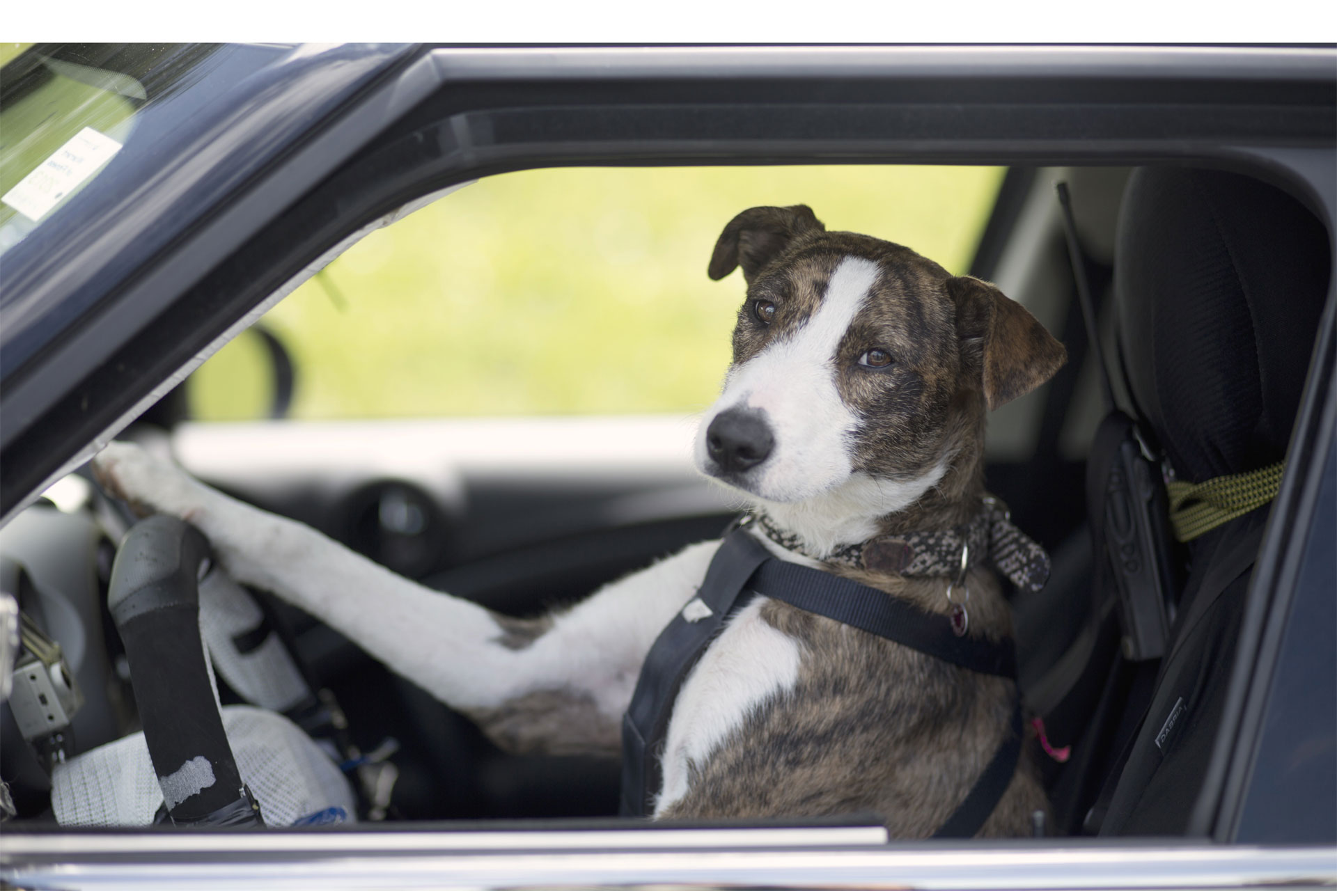 La ONG SPCA Auckland, de Nueva Zelanda, enseñó a perros adultos rescatados de la calle distintos trucos, entre ellos a manejar