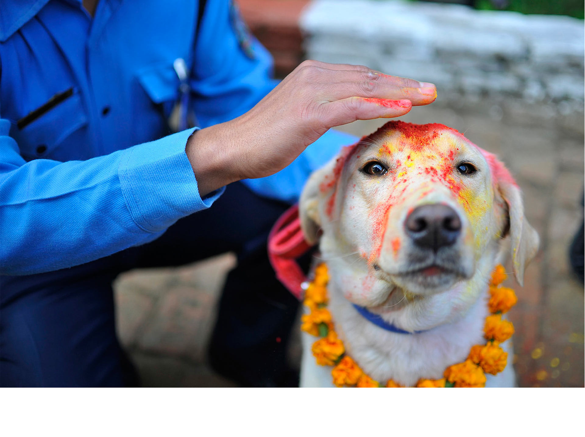 El pasado 10 de noviembre se realizó en Nepal un homenaje muy colorido a los perros policías de Katmandú
