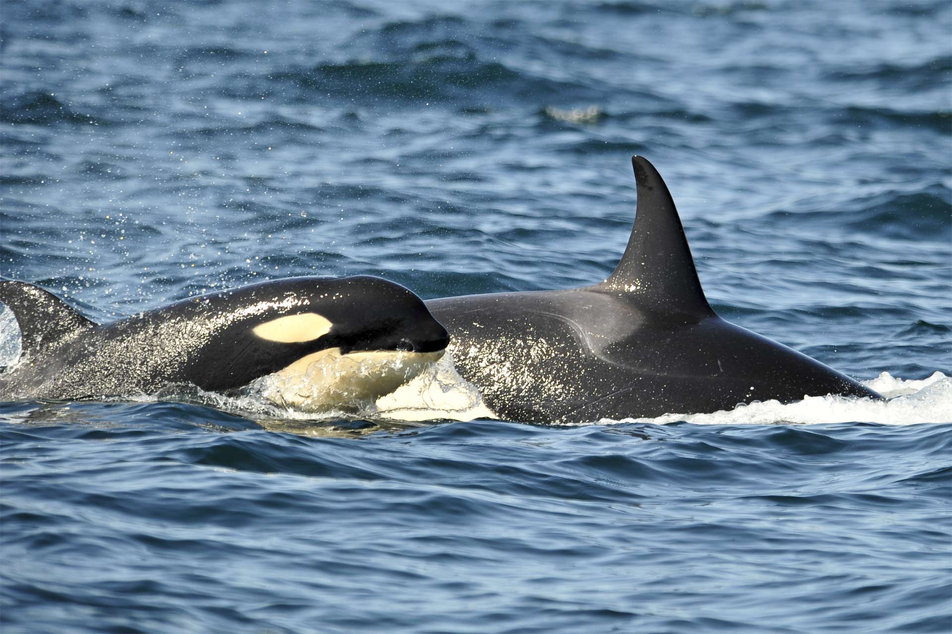 En 2017 estrenarán una nueva experiencia informativa con orcas en un ambiente más natural y con un mensaje de conservación