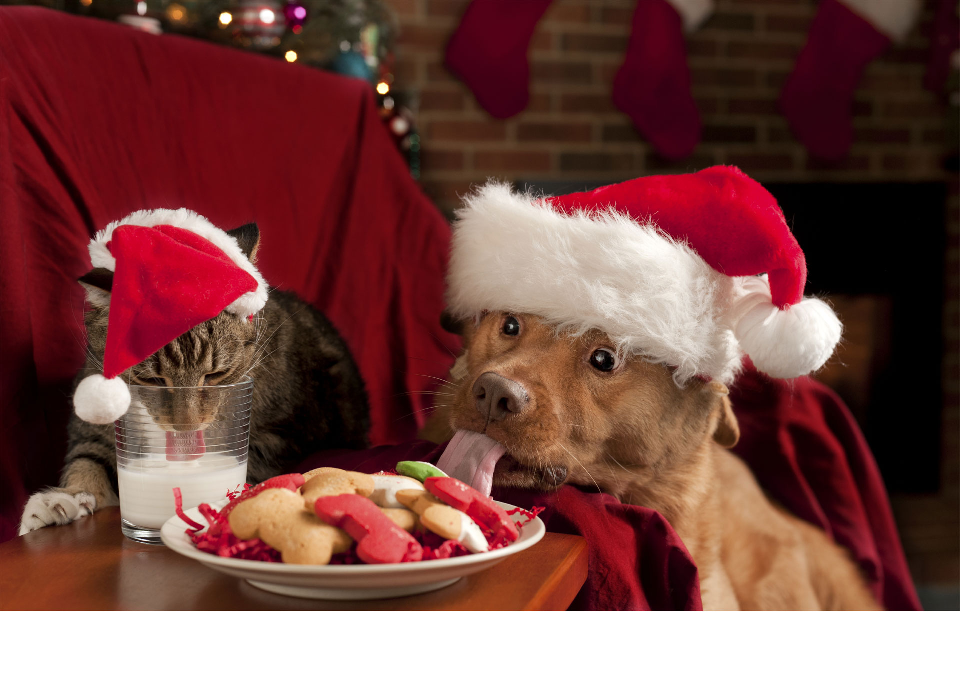 La época decembrina no es la favorita para los animales del hogar, sigue estos consejos para que cuides su salud durante las fiestas