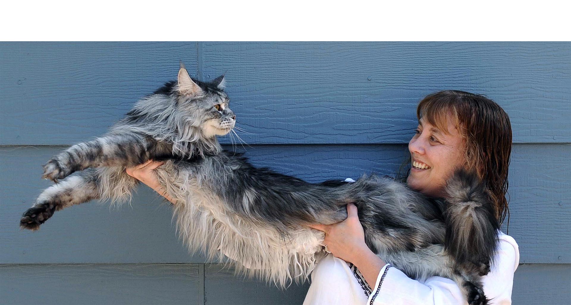 Unos de los felinos más grandes son los de la raza de gatos Maine y Maine Coon, su larga cola y abundante pelaje los hace característico