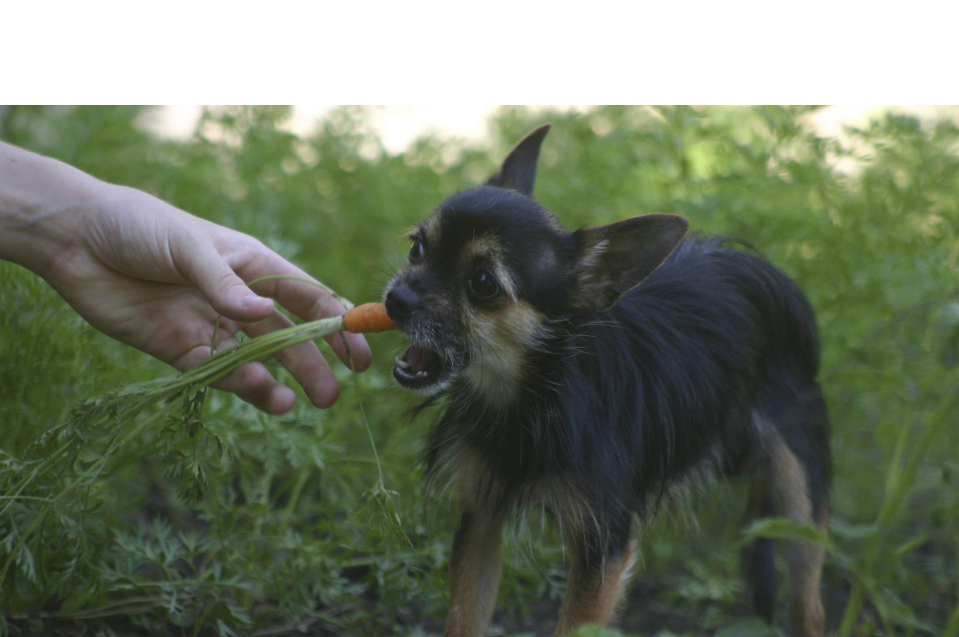 Variarles el menú es importante para evitar un decaimiento emocional en los canes