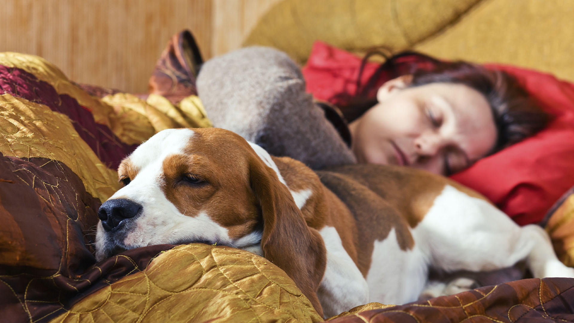 Las personas que duermen con sus mascotas descansan mejor porque se sienten más seguras y tranquilas