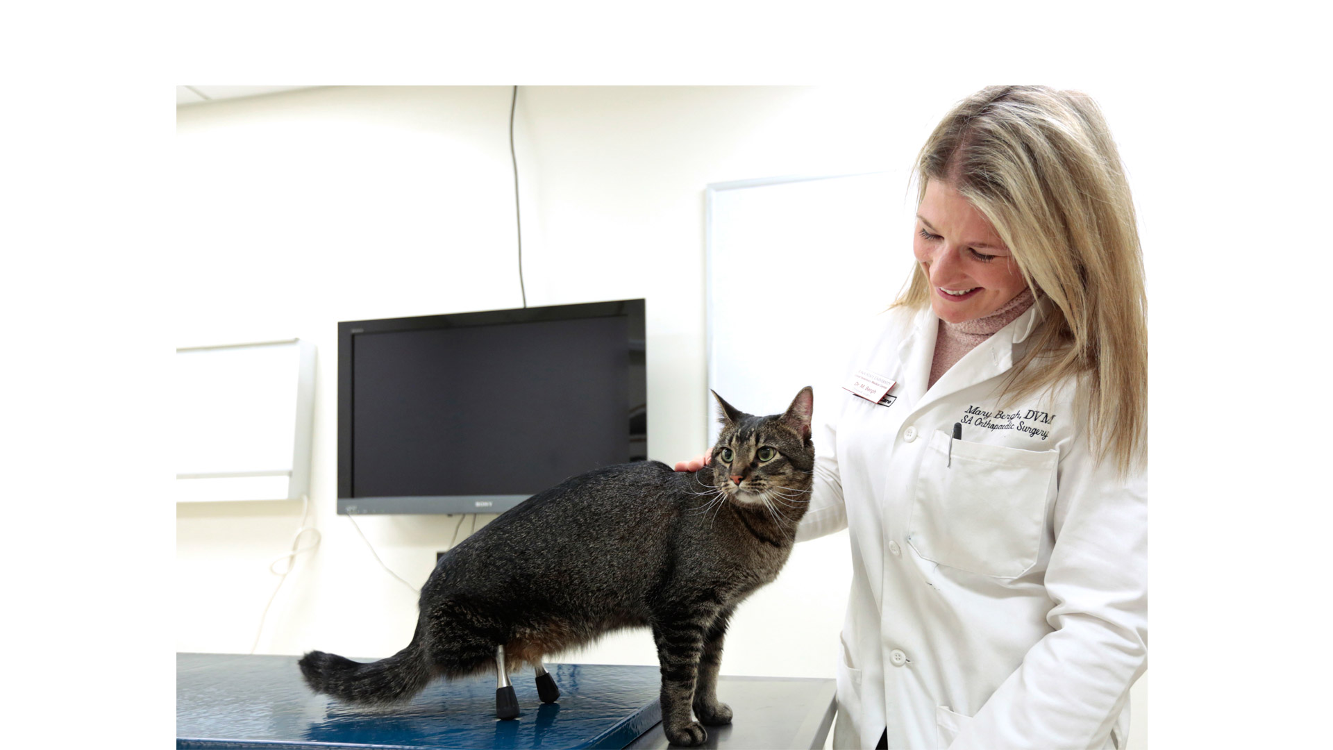 La Universidad de Iowa junto con Bio Medtrix desarrolló una prótesis para un gato de tres años que tenía cortada sus piernas traseras