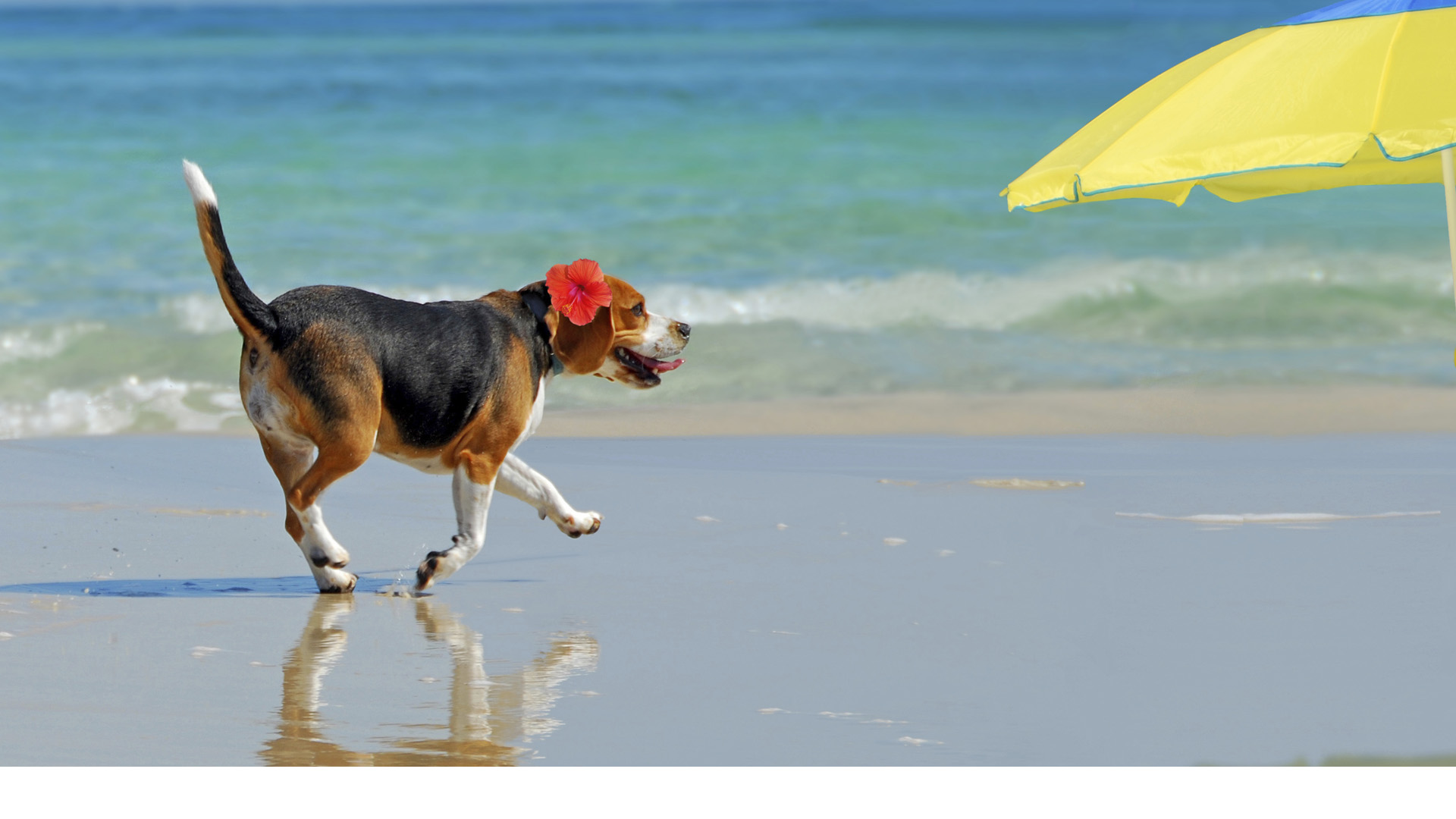 "Yes Playa Canina" se encuentra en Mar del Plata, y es el único lugar de este tipo enfocado exclusivamente en las mascotas