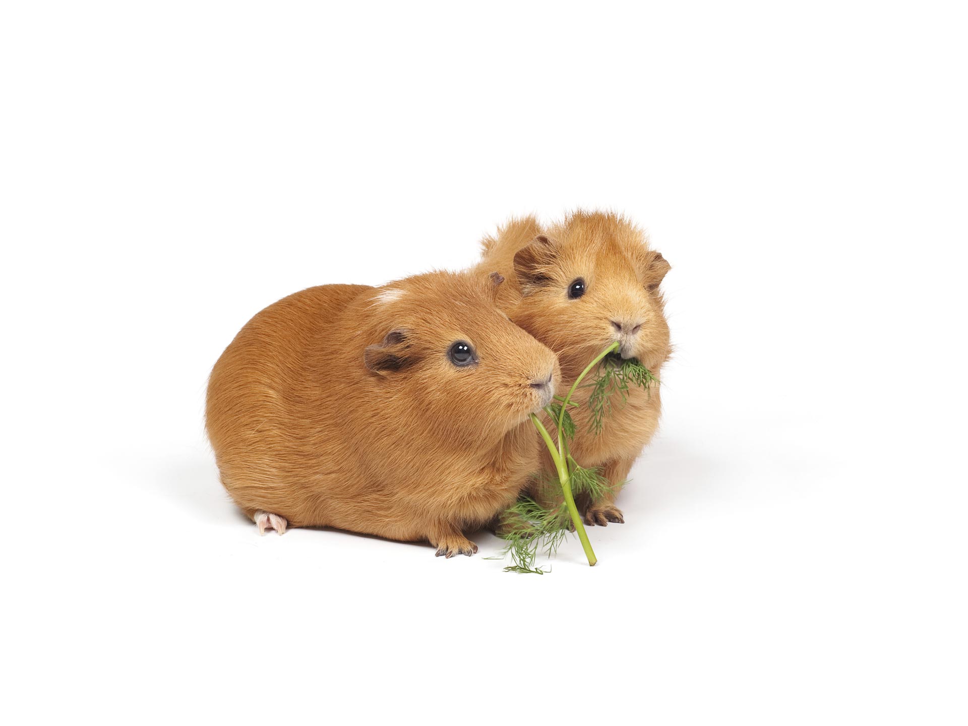 Estos roedores domésticos son bastantes generosos y no dudan en compartir la comida con su pareja. Míralo en este video