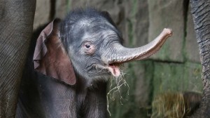El bebé elefante del zoológico ubicado en Berlín nació el último día de 2015.