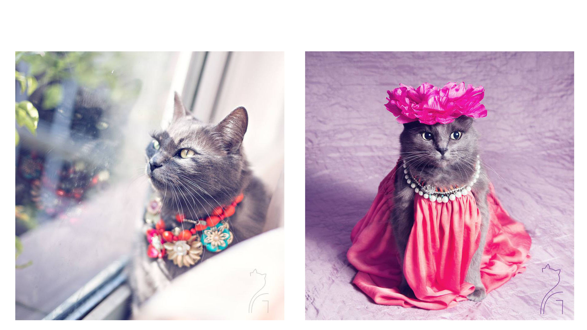 Pitzush, un gato que fue rescatado ahora cuenta con más de 10 mil seguidores en Instagram por su particular forma de vestir