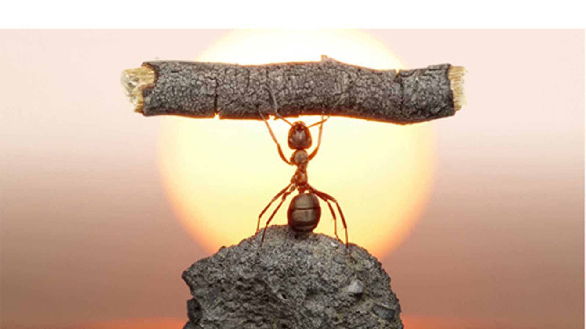 Científicos de Boston descubren una hormiga que jamás envejece aparentemente por el perfecto orden de su vida