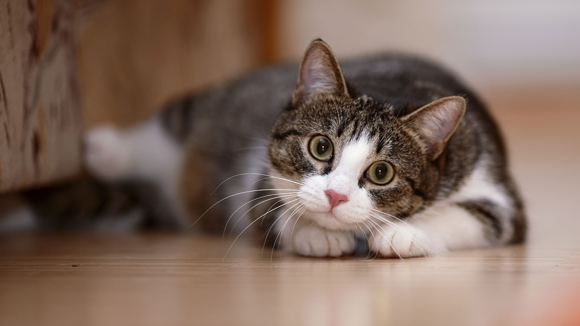 The Meow Parlour es un lugar en el que por cuatro dólares se pueden pasar 30 minutos con felinos disponibles en adopción
