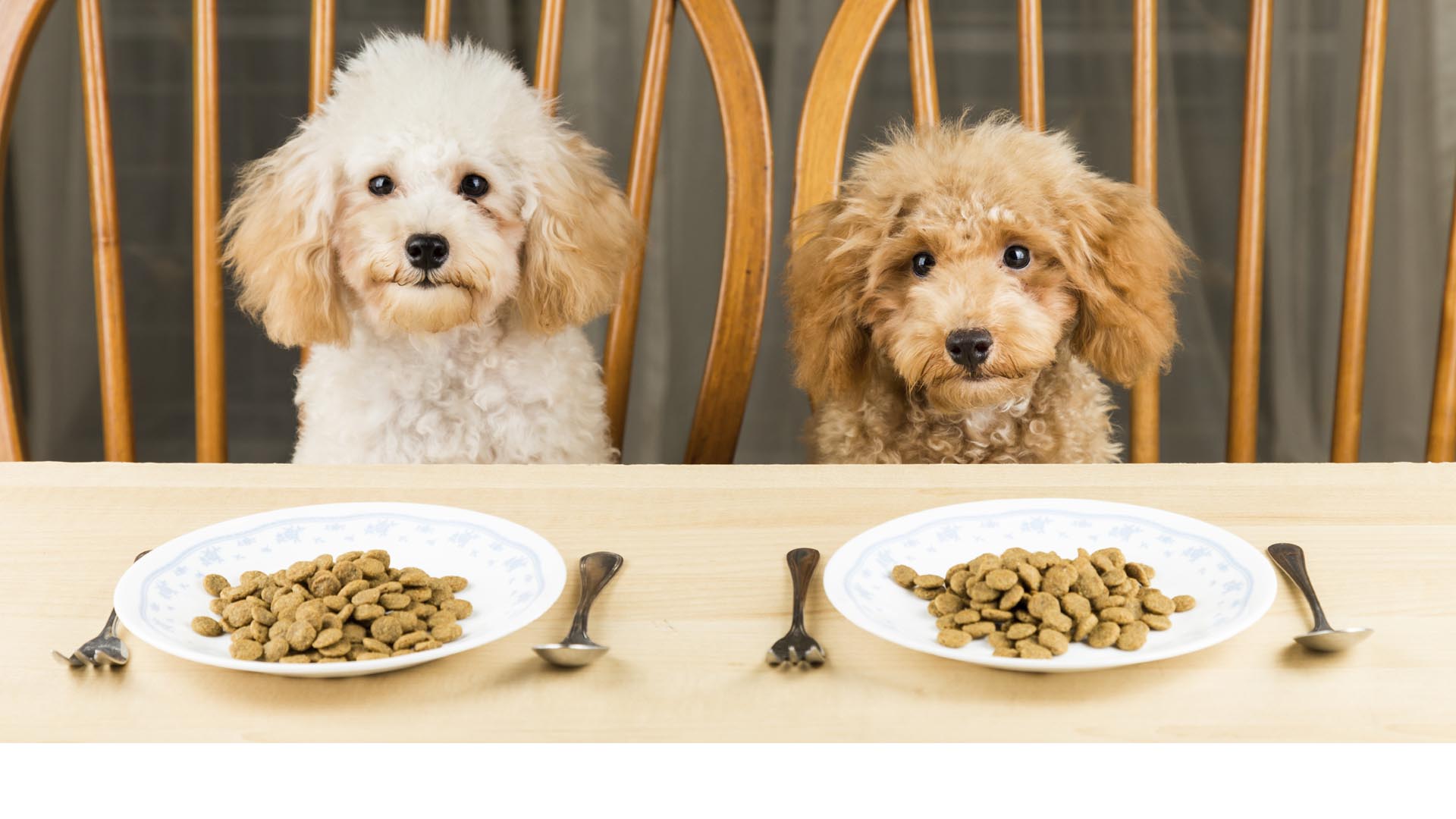 Los animales domésticos no tienen que estar atados a las comidas procesadas, conoce las diferentes opciones