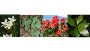De izquierda a derecha: alelí, hiedra venenosa, flor de pascua y laurel de campo