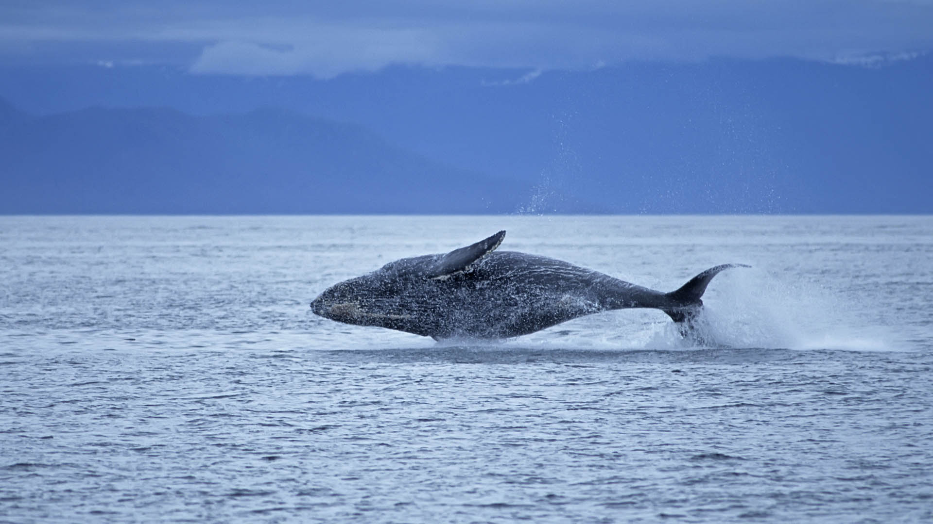 Científicos encontraron ballenas de 211 años de edad que habitan en los mares del norte del planeta