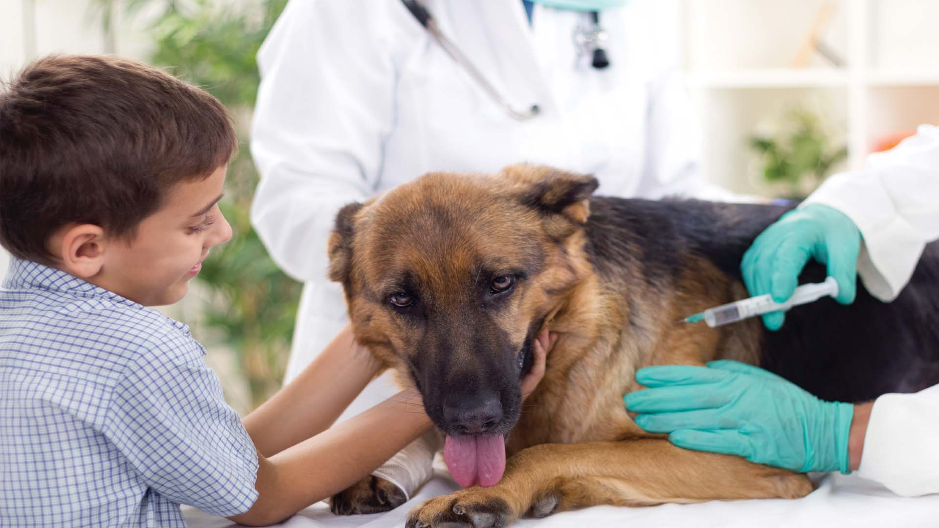 La gobernación de Miranda continúa con las jornadas veterinarias integrales en pro de la salud de los animales más consentidos de la ciudad