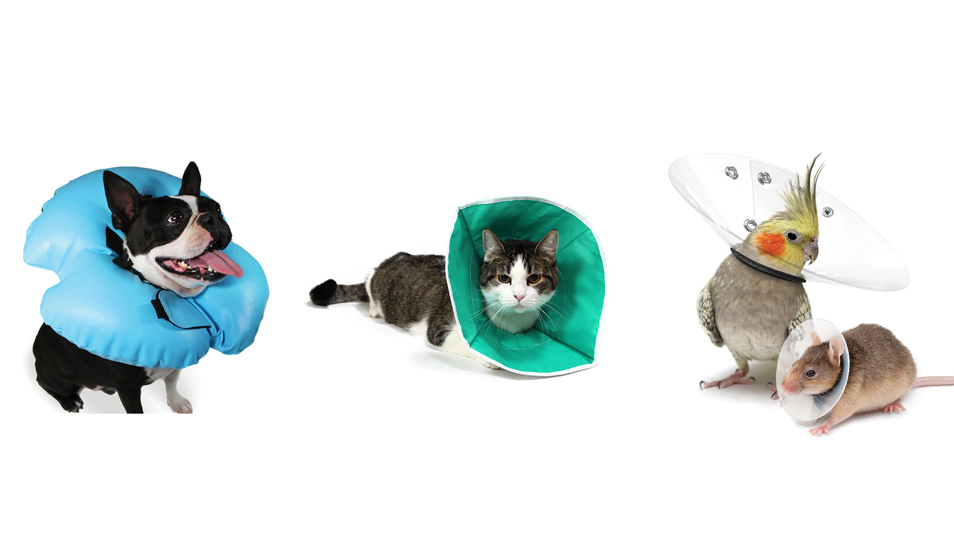 Distintas empresas confeccionan conos más cómodos o trajes postquirúrgicos para mascotas heridas o recién operadas