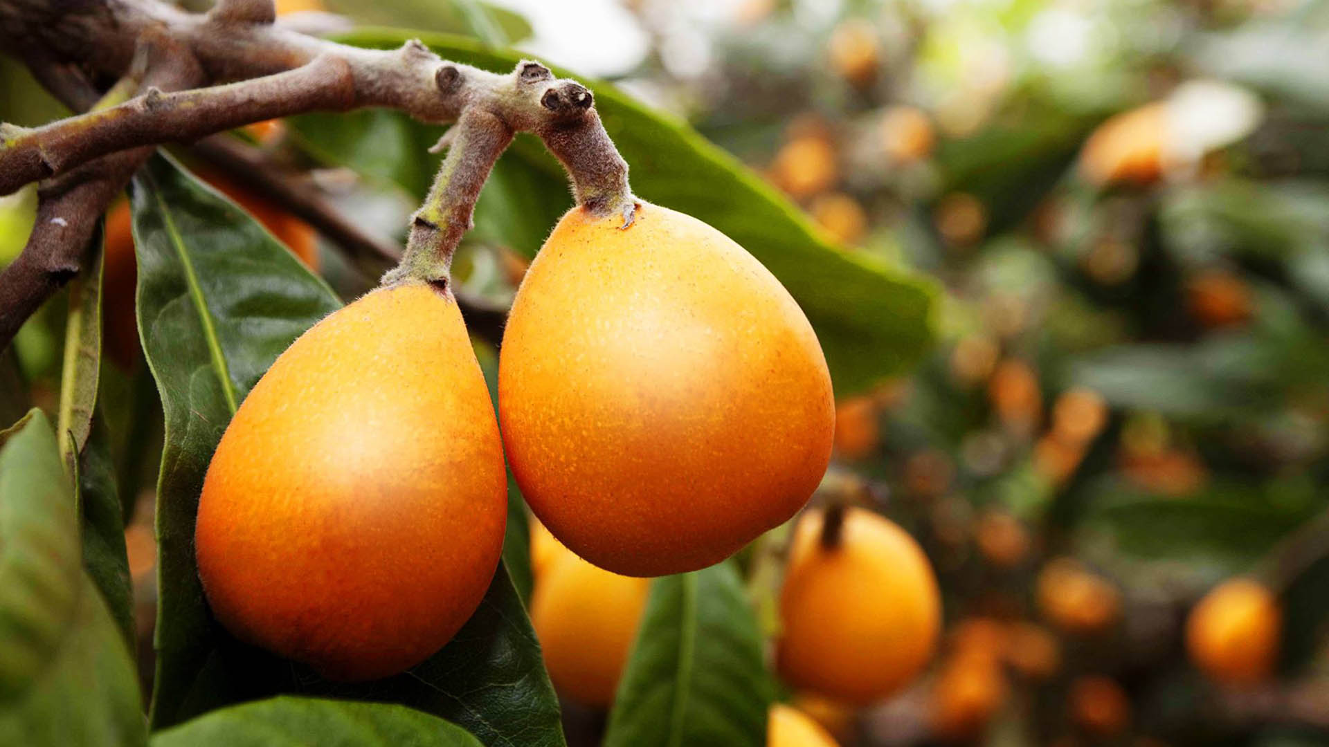 Esta fruta ayuda a bajar de peso, a cuidar la piel y aleja a la gripe