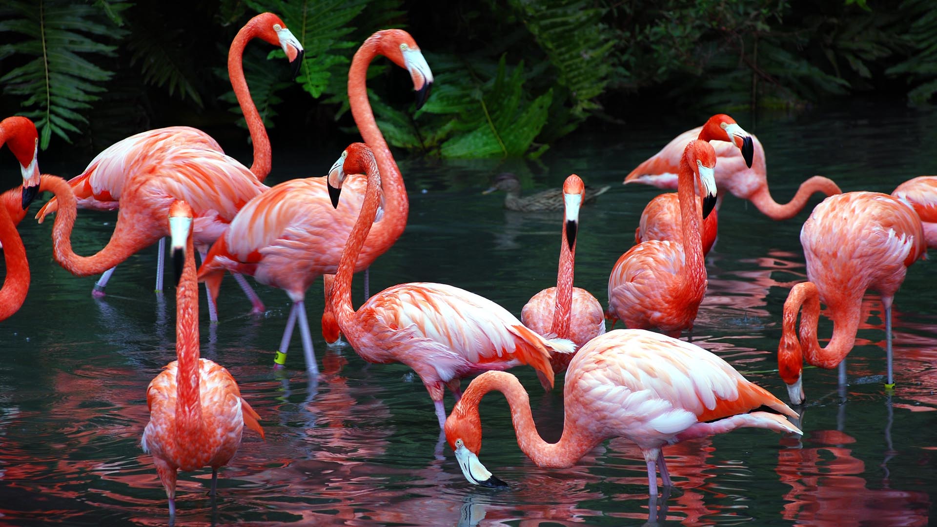 Los flamencos prefieren buscar una pareja de color rosa profundo al momento de aparearse