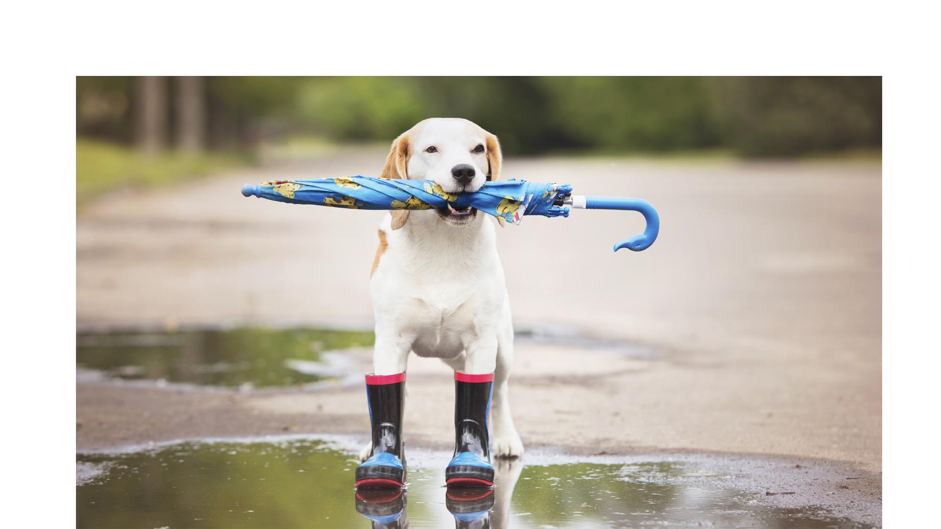 Prepara a tu perro para la lluvia