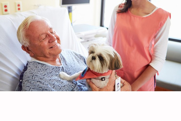 Un programa dentro del Hospital Juravinski promueve la visita de perros y gatos a sus dueños para brindar compañía durante su estadía allí