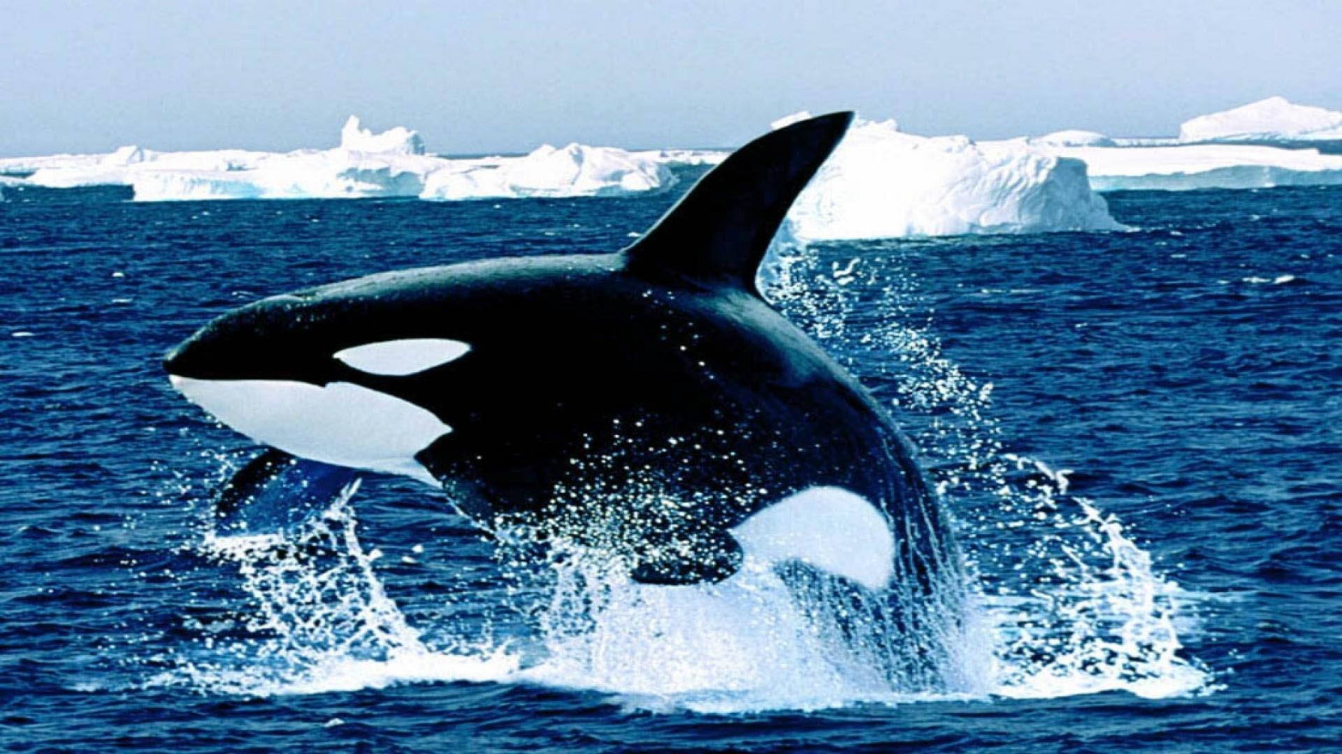 Ya ha sido descargada por más de 33 mil usuarios, quienes pueden colaborar informando los avistamientos de ballenas en todo el mundo