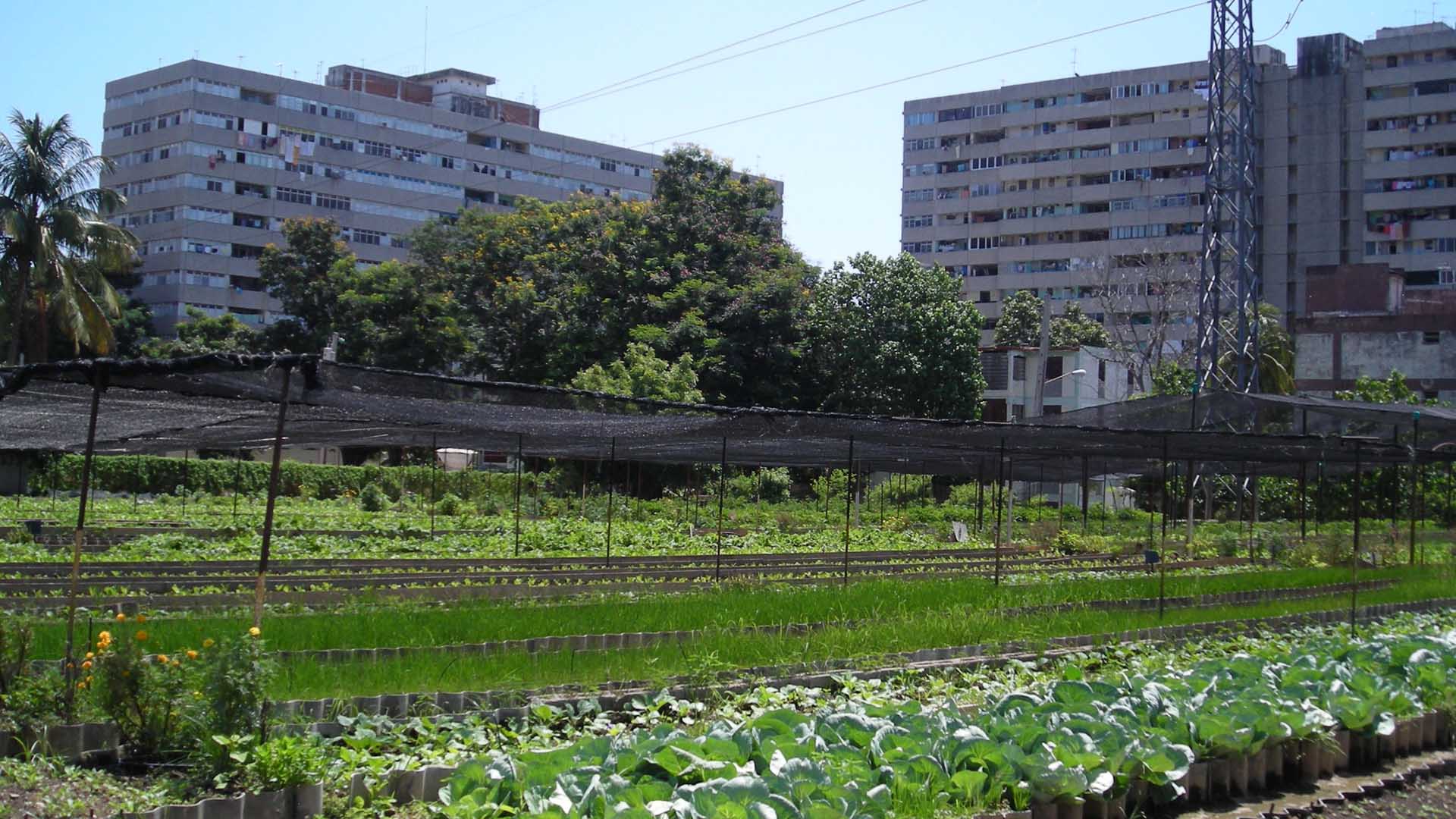 250 personas se han sumado a la iniciativa de siembra urbana con la que esperan reducir los efectos de la escasez