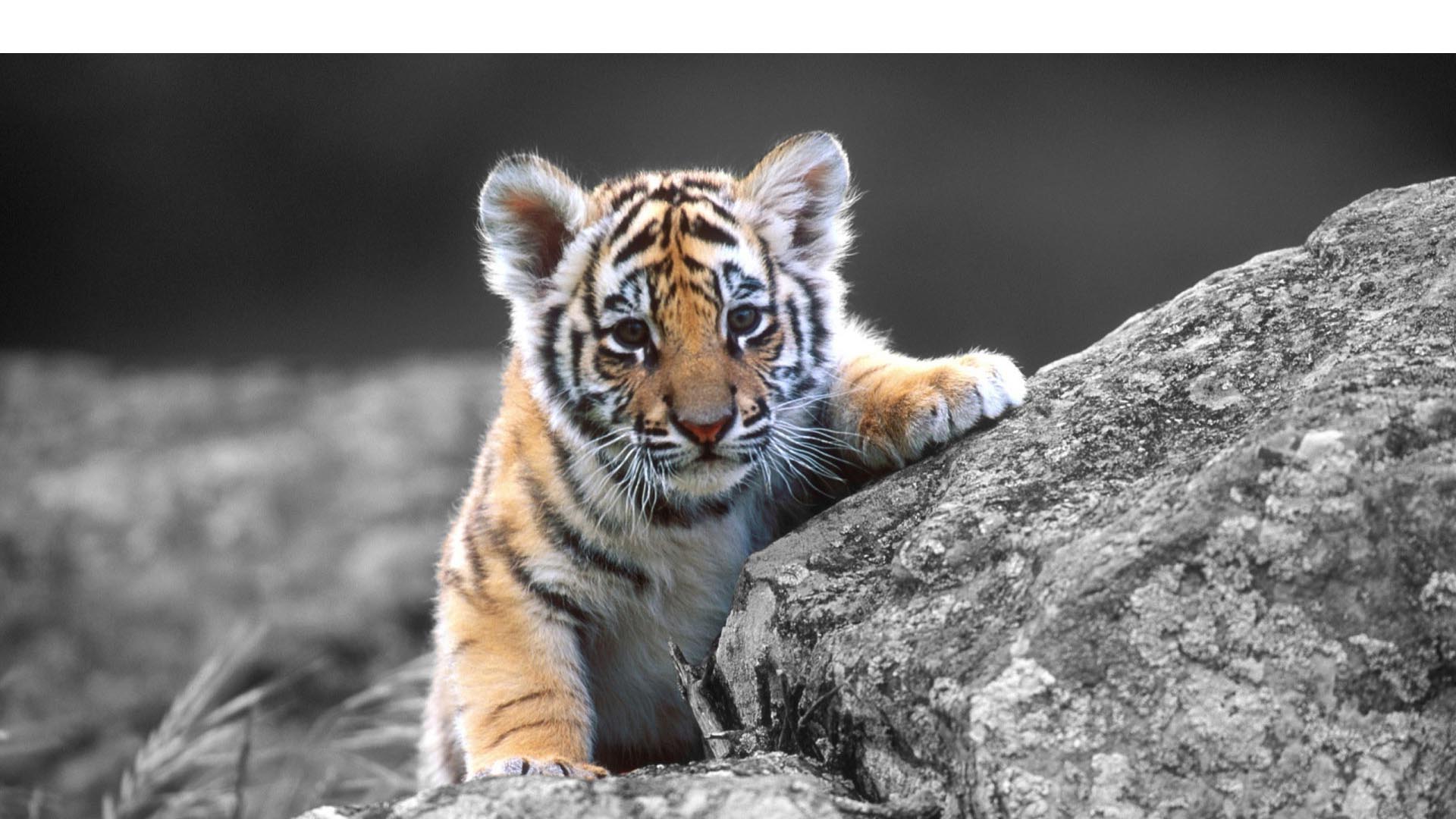 Este tigre estuvo al borde la extinción en los años 40 llegando a quedar 40 ejemplares. En la actualidad hay 400